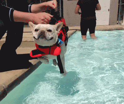 14 GIFs of Dogs Just Hanging Out and Having Fun by the Pool
Having a “ruff” morning? “Dive” into these “cool” GIFs of “hot dogs” and see what all the “quotation marks” are about.