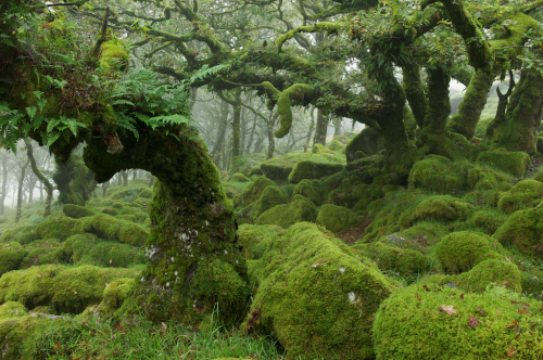 nubbsgalore:the ancient oak forest of wistmans wood in dartmoor  (x, x, x)