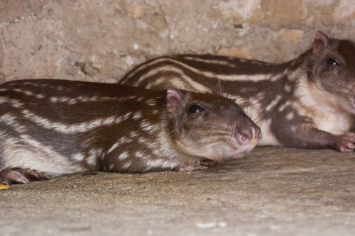 cool-critters:Lowland paca (Cuniculus paca)The lowland paca is a large rodent found in tropical and 