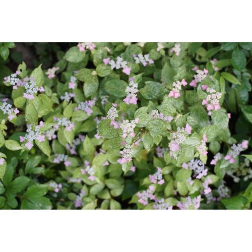 九重山 山紫陽花 Sweetbriargarden 斜面庭の花 九重山 山紫陽花 Sweetbriargarden 斜面庭の花