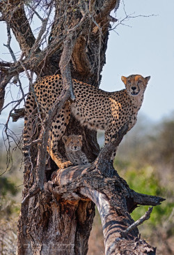 earthandanimals:   Cheetah Mother and Cub