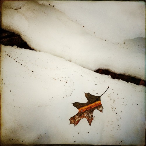 Glacial oak #nature #oak #snow #Hipstamatic #iphoneography #Minnesota