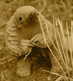 congenitaldisease:  An 11 month old baby pangolin in Namibia. Little is known about the shy, endangered species.  