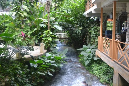 vanillaa-sunshine: ❁❁ Calm and relaxing jungle blog ❁❁