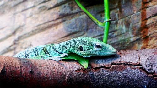 Emerald Tree Monitor.