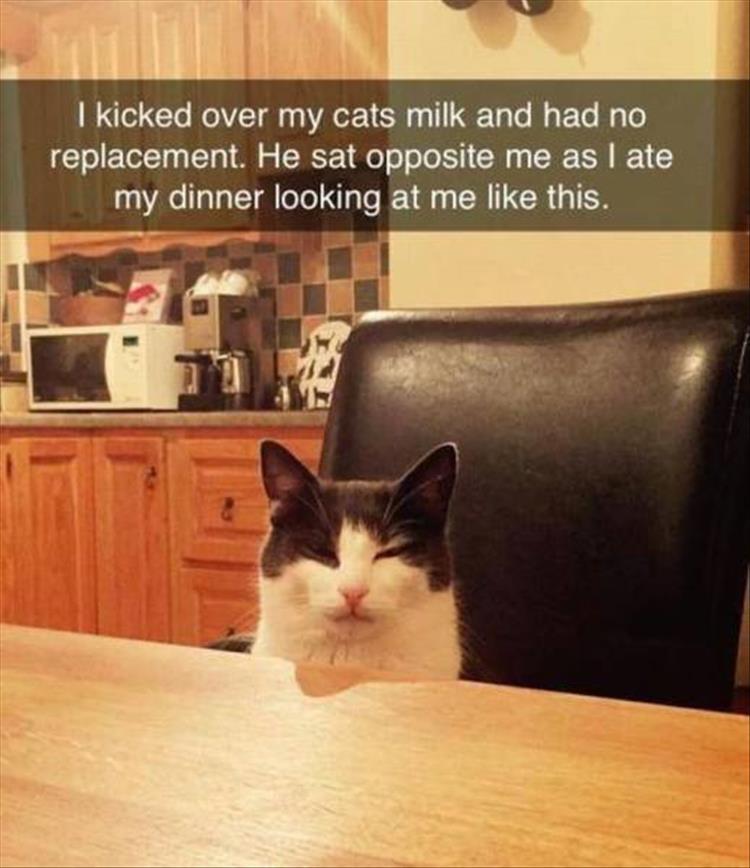 pr1nceshawn:  Life with pets. 