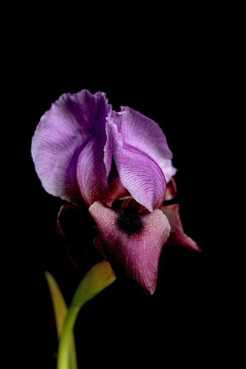 Purple Iris©Botanic Art