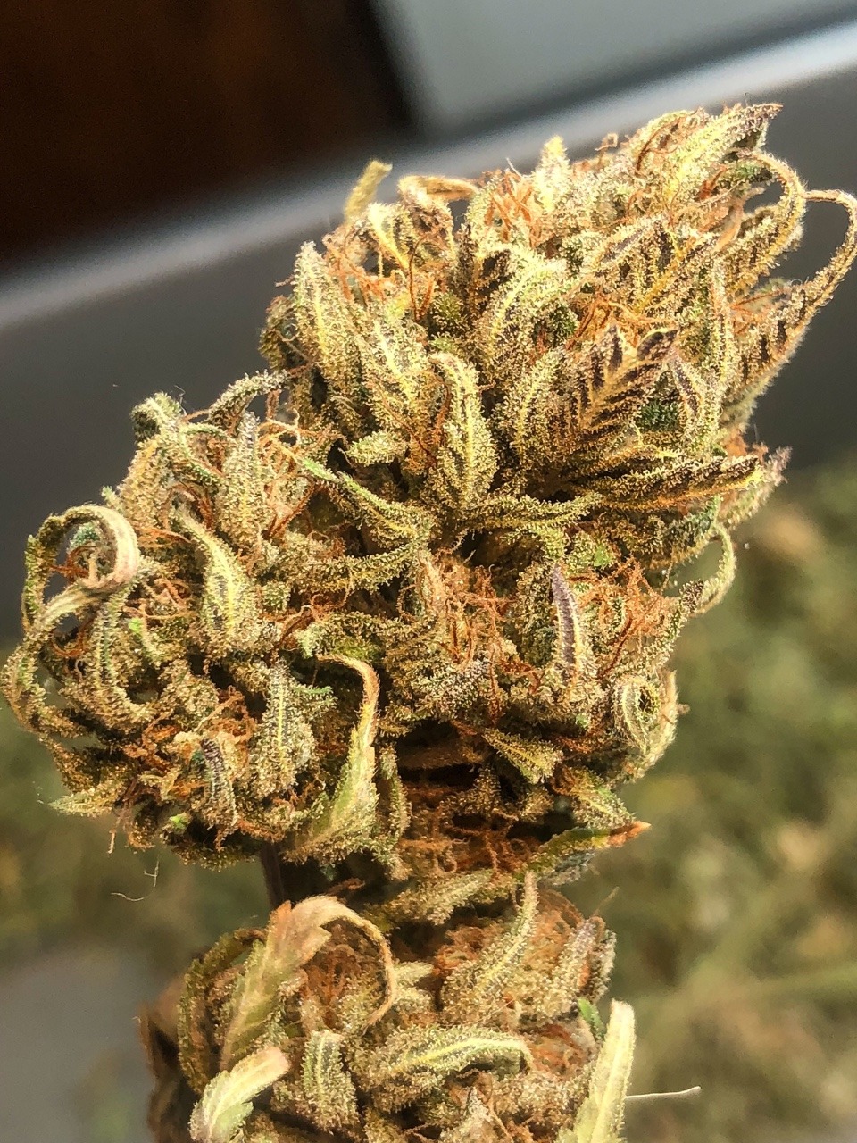 trichomephotography:  Trimming up the last of my Sucker Punch 🌿🌿