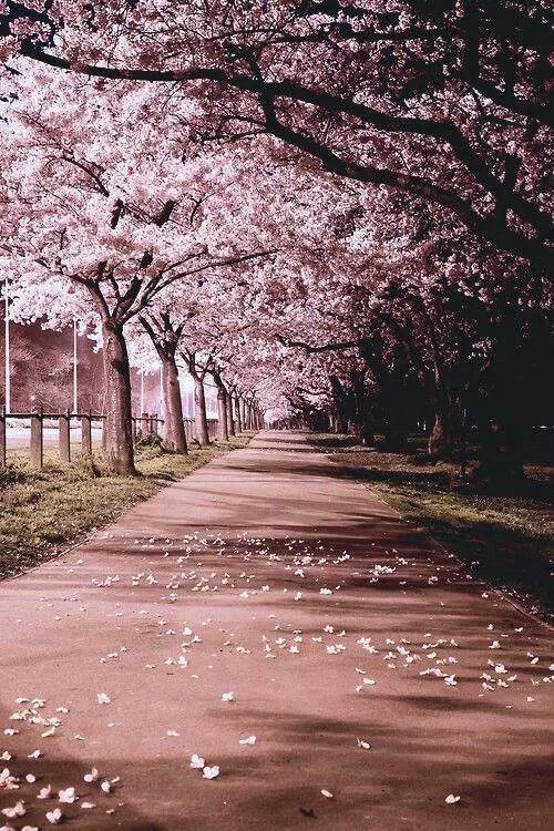 daddiekyle:  vicloud:For this reason I love Japon @deafkinkygirl.. i know you love