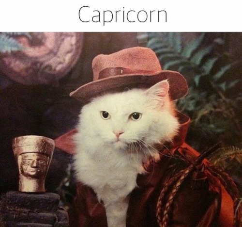 gaypussyretard:  cat astrology