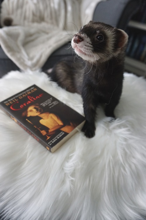 the-book-ferret:“Because,’ she said,