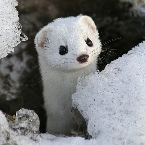 frivoloustidbits:  You know most people think of the word weasel as a bad term, but have you ever looked at an actual weasel? Like, a real one?  awww :)  eeee!  it’s so cute!  Hhnnnnng  Oh god I just can’t- And let’s not forget that the average