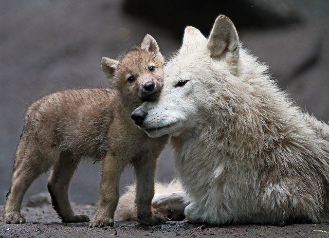 agameofwolves:  by j.a.kok