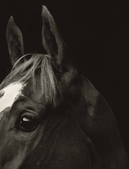 farbiedoll:  Horse Power photographed by Koto Bolofo 