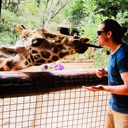 Pet a Giraffe? Check. Kiss a Giraffe? Check. At the Giraffe Center you are able to site on top of a 