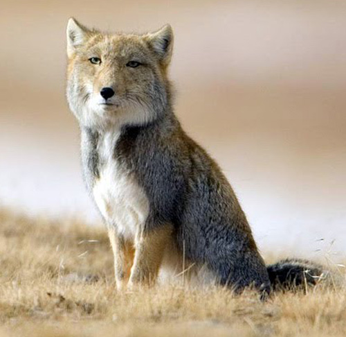 mad-hare:  skellyduns:  Just a reminder that tibetan foxes are a thing How is this real It’s head to big No  next time I draw a fox and it comes out ugly I’ll just say it’s a Tibetan fox and suddenly my art will be super realistic 