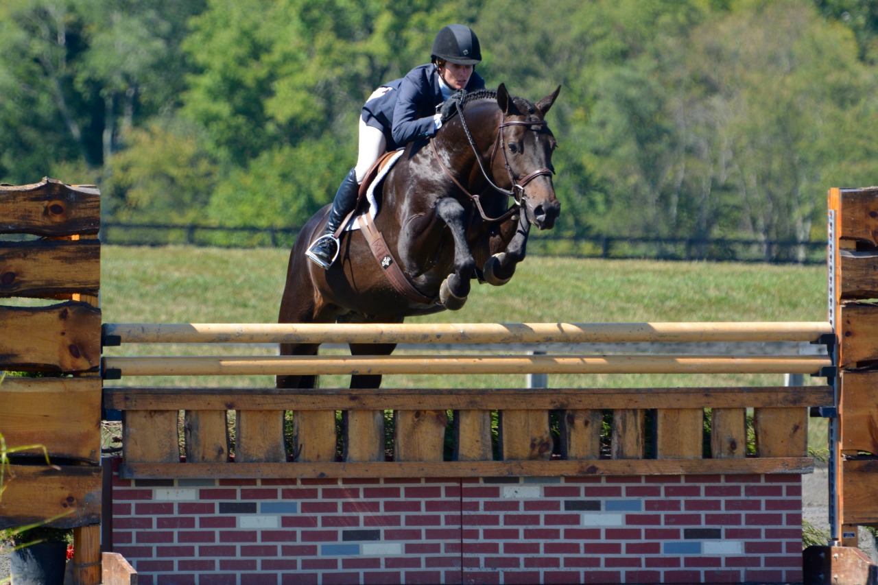 Hunter jumper horse