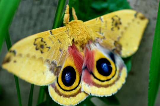 LSA21 A Deidamia inscriptum Butterflies & Moths Papilio Saturniidae 