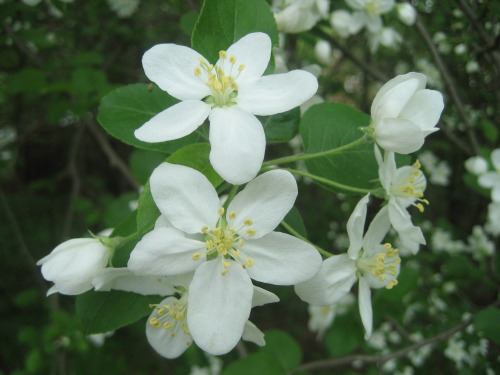 wild-flowers: Apple blossoms? maybe? pretty sure.