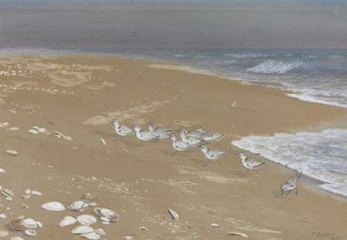Sandpipers on a beach , 1875 Fidelia Bridges