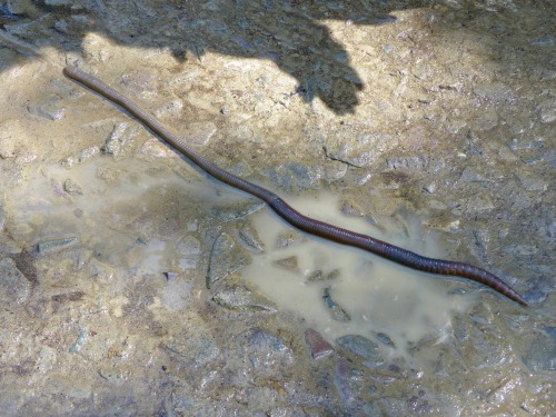 onenicebugperday:  onenicebugperday:  Giant earthworms, Martiodrilus sp.,  Glossoscolecidae  Found in South AmericaPhoto 1 by hydaticus, 2 by lidatru, 3-4 by gaudettelaura, 5-6 by dkirschke, 7-9 by a-j, and 10 by chziemke     Just a reminder that this