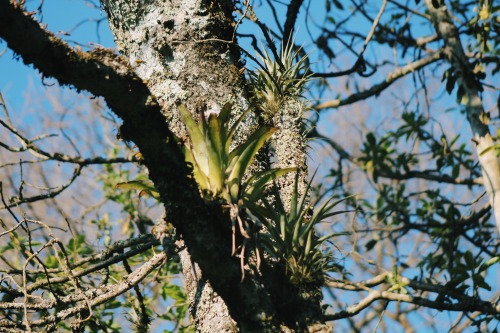 epiphytes