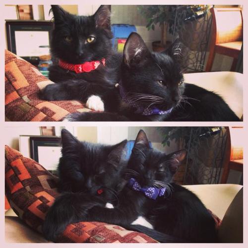 catsbeaversandducks:PLEASE keep your black cats safe this Friday the 13thUnfortunately, whenever a Friday the 13th comes around, we can still hear stories of black cats being abused, tortured, or neglected. There are a lot of disturbed and mean people