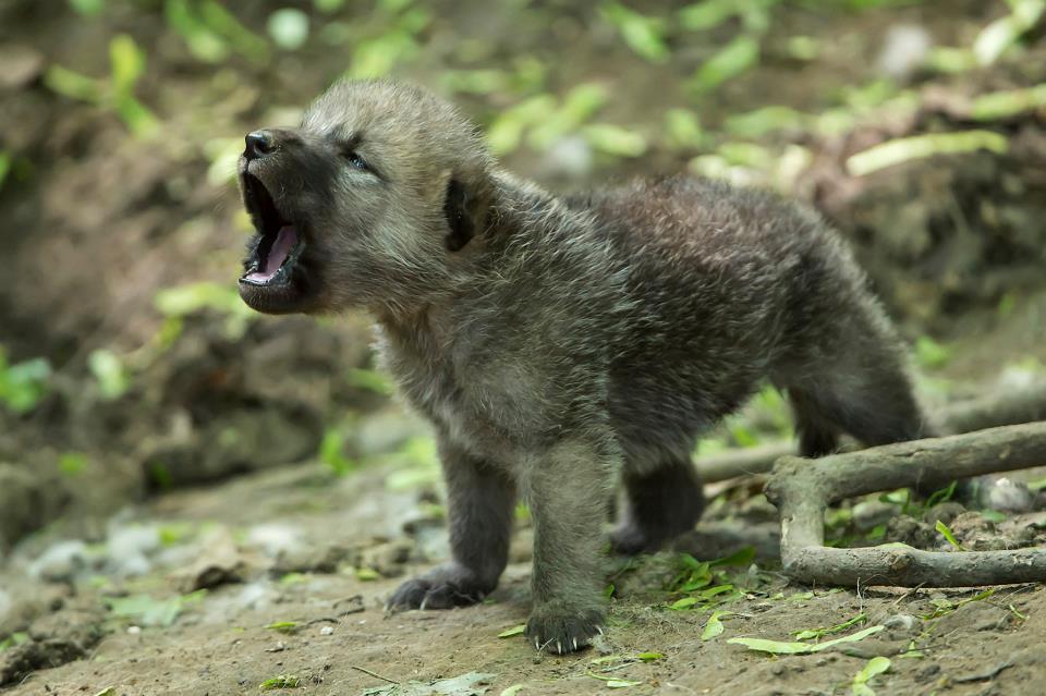 ZooBorns — Arctic Wolf Cubs Can Howl With The Best of Them