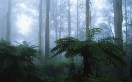 cat-nymph:Dandenongs Mist by Mark Wassell on Flickr.