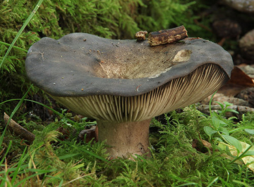 Russula nigrescens - blackening russule.