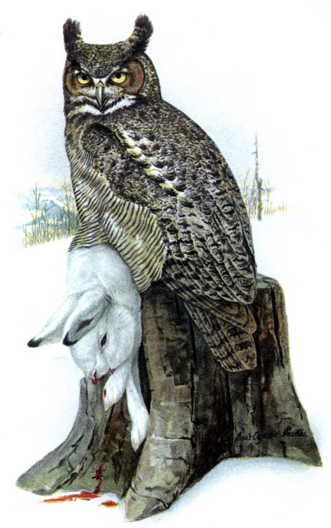 Great Horned Owl chromolithograph by Louis Agassiz Fuertes from The United States Department of Agri
