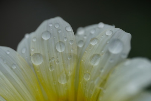 「雫」sony a6400LAOWA 65mm F2.8 2X Ultra Macro APO