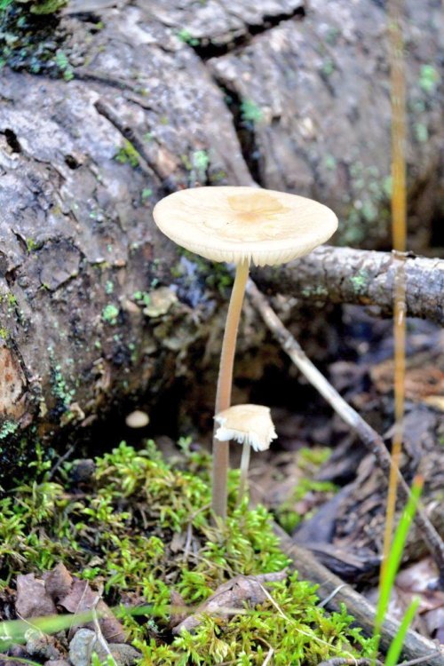 northcountryliving: Hiking with friends at the Arvon slate quarries #PureMichigan #Baraga_County #ge