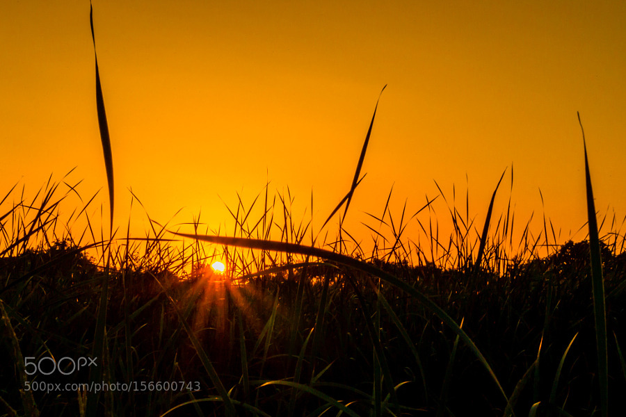 kohalmitamas:  Sunset over the swamp by borislavblagojevic 