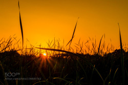 kohalmitamas:  Sunset over the swamp by borislavblagojevic