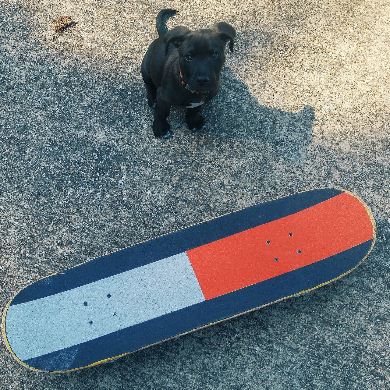 campcounselorcoop:  Scooter