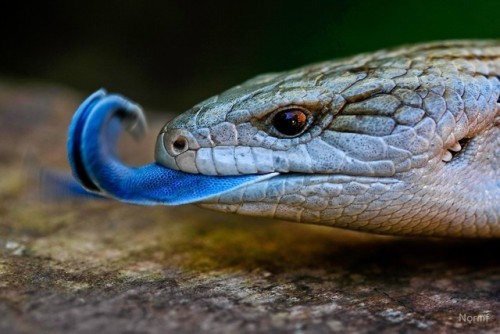 Blue Tongue Skink (Tiliqua scincoides). These lizards are native to Australia. Despite their stout a