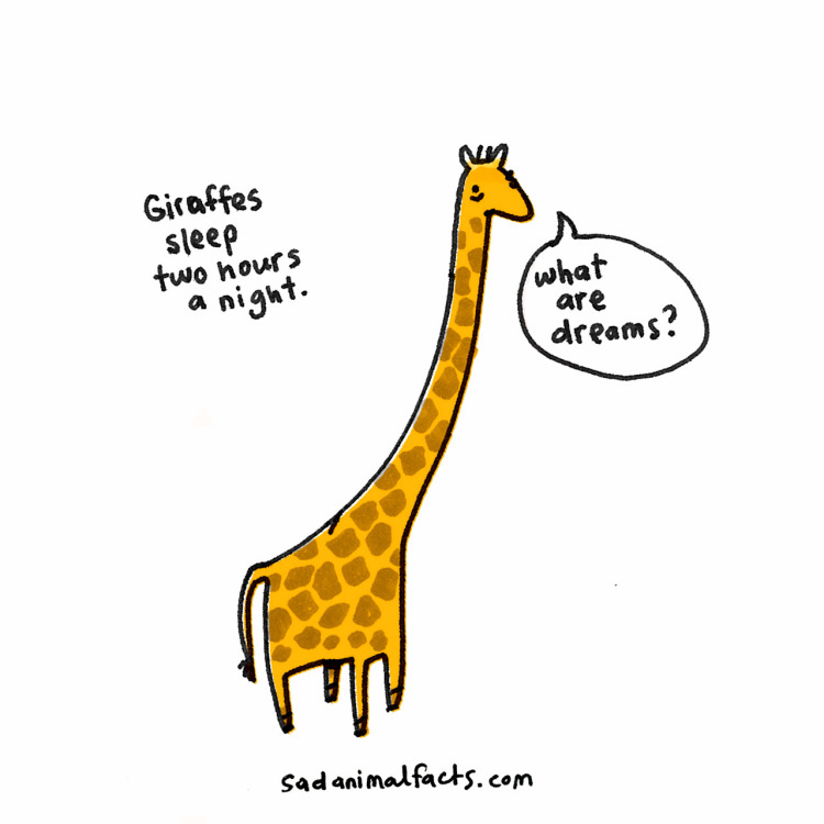 nevver:  Sad Animal Facts, Brooke Barker