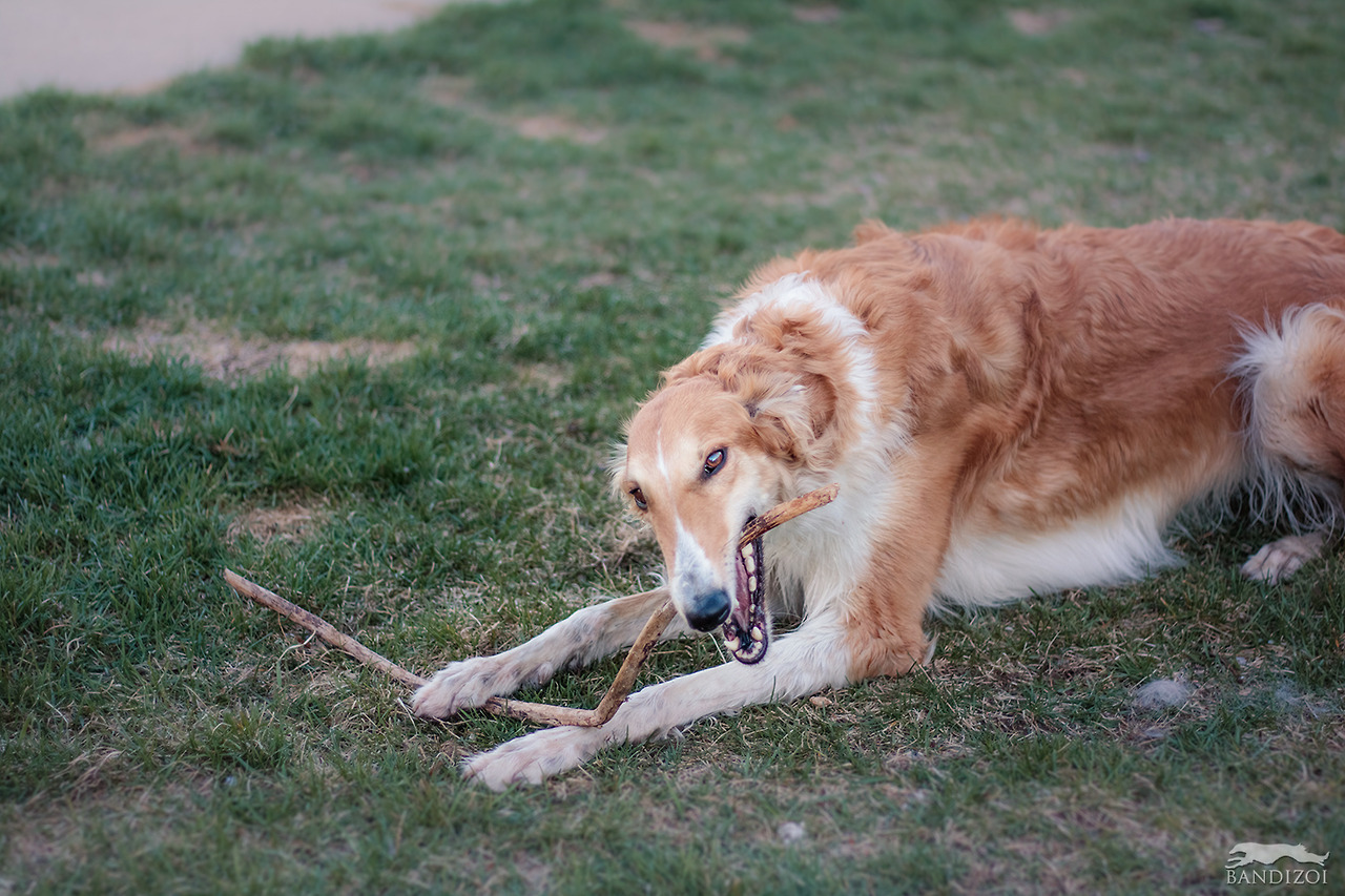 starswift-borzoi: bandizoi: The recipe for a Lola is: beauty, grace, D E S T R U