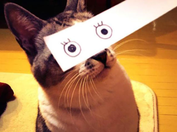 asylum-art:  Fake Cartoon Eyes for Cats Make Everything Better  Via:  kotaku Japanese