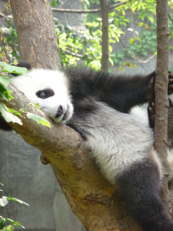 giantpandaphotos:  © Liz Howson. 