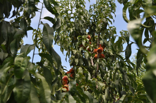 Blue skies and juicy peaches in my Bay Area garden. Have a peachy day :)