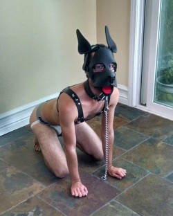 Pup wants to play outside!  More of my pics