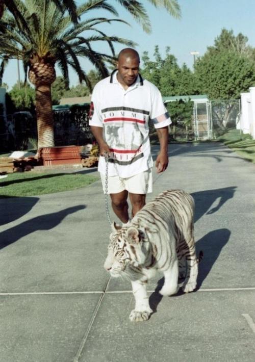 Mike Tyson walking his tiger, 90's 