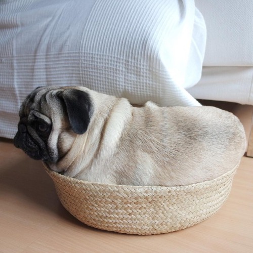 a freshly baked pug-loaf ✨