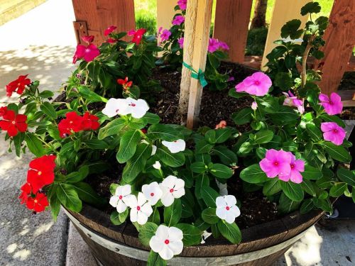 Vinca Has Bloomed Nicely. My Dads Floral Choice. 👌🏽😎👍🏽💚🍃🌺