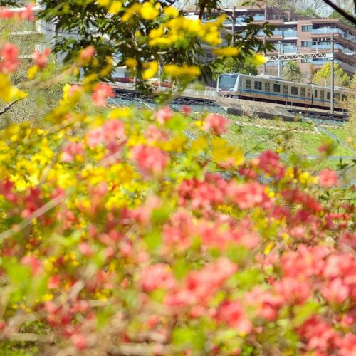 2022.4.9 Kurokawayatsu-park ～ツツジと小田急多摩線～ #odakyu #odakyutrip #flowerphotography #springphotography #