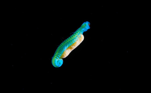 jedavu:Alexander Semenov Continues to Photograph the Earth’s Most Fragile Marine Wildlife Near the A