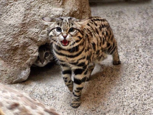 awwww-cute:  Angry floof protects scared floof (Source: https://ift.tt/2Lz7W8p)