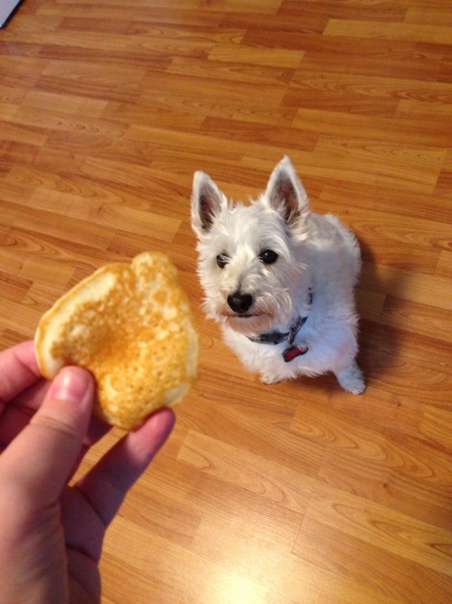 tampontampoff: whenever my dad makes pancakes he always makes a tiny baby one for our dog